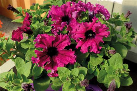 photo of flower to be used as: Bedding pot or basket Petunia hybrida Compatta Frangiata Purple