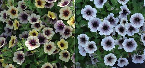 photo of flower to be used as: Bedding pot or basket Petunia hybrida Mistero Mix