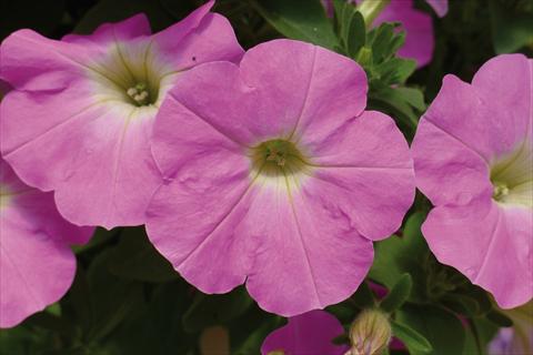 photo of flower to be used as: Bedding pot or basket Petunia hybrida Ray Baroque Pink