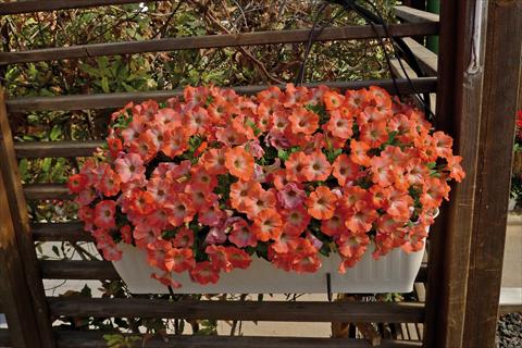 photo of flower to be used as: Bedding pot or basket Petunia hybrida Ray Salmon