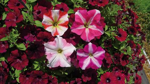 photo of flower to be used as: Bedding pot or basket Petunia hybrida Stellato Mix