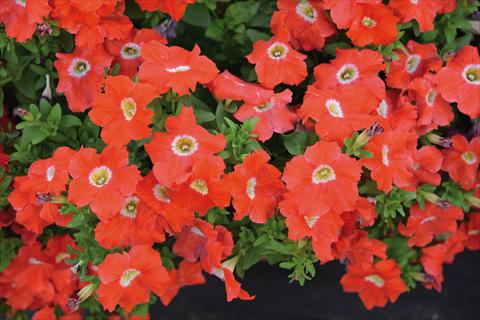 photo of flower to be used as: Bedding pot or basket Petunia hybrida Tango Arancio