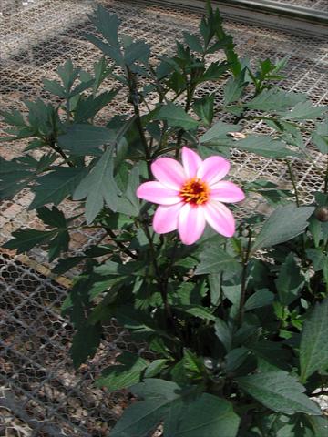 photo of flower to be used as: Bedding / border plant Dahlia Mystic Lady Candy Eyes