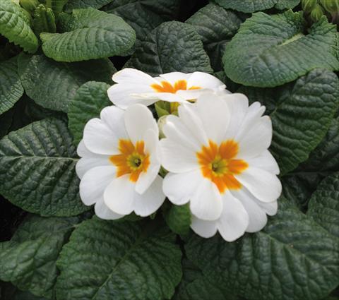 photo of flower to be used as: Pot and bedding Primula acaulis Diana Bianco