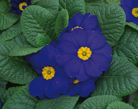 photo of flower to be used as: Pot and bedding Primula acaulis Diana Blu