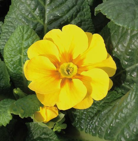 photo of flower to be used as: Pot and bedding Primula acaulis Diana Giallo