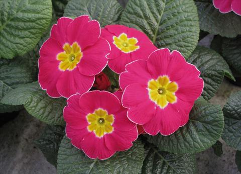 photo of flower to be used as: Pot and bedding Primula acaulis Diana Rosa