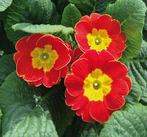 photo of flower to be used as: Pot and bedding Primula acaulis Diana Rosso