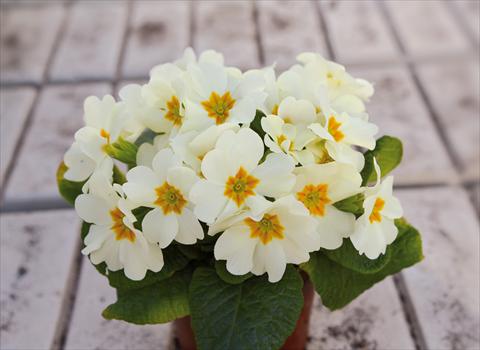 photo of flower to be used as: Pot and bedding Primula acaulis, veris, vulgaris Multiflora da Giardino Crema
