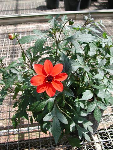 photo of flower to be used as: Bedding / border plant Dahlia Mystic Lady Scarlet Fern
