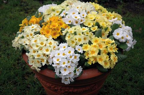photo of flower to be used as: Pot and bedding Primula acaulis, veris, vulgaris Multiflora da giardino mix