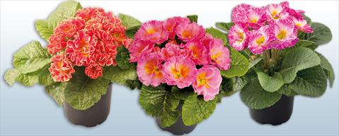 photo of flower to be used as: Pot and bedding Primula acaulis, veris, vulgaris Primula Rifiorente Elodie Mix