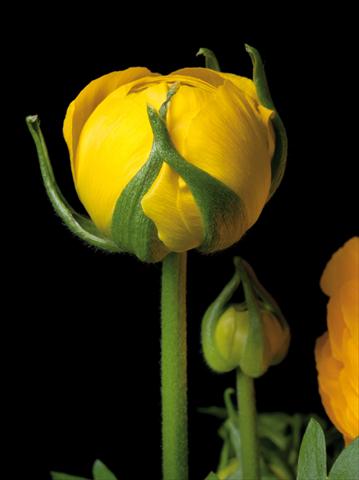 photo of flower to be used as: Pot and bedding Ranunculus hybrida Sprinkles Giallo