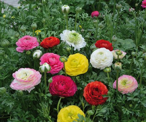 photo of flower to be used as: Pot and bedding Ranunculus hybrida Sprinkles Mix