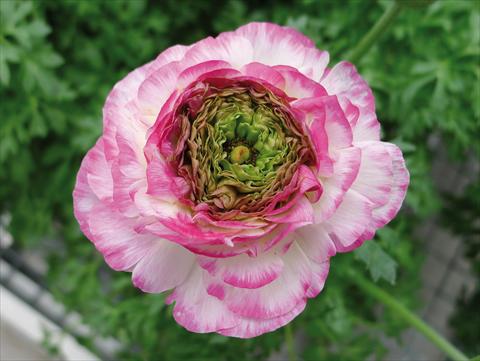 photo of flower to be used as: Pot and bedding Ranunculus hybrida Sprinkles Pink Bicolor