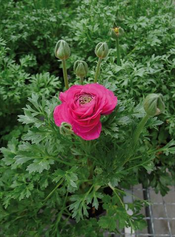 photo of flower to be used as: Pot and bedding Ranunculus hybrida Sprinkles Rosa