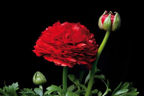 photo of flower to be used as: Pot and bedding Ranunculus hybrida Ranunculus Sprinkles Rosso