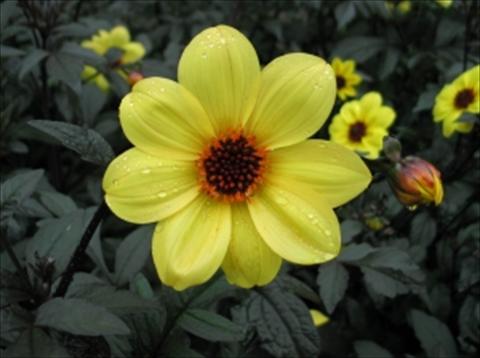 photo of flower to be used as: Bedding / border plant Dahlia Mystic Lady Knock Out