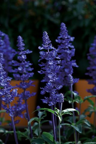 photo of flower to be used as: Pot and bedding Salvia farinacea Sallyfun Deep Ocean