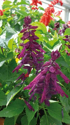 photo of flower to be used as: Pot and bedding Salvia splendens Gogo Purple