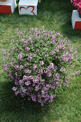 photo of flower to be used as: Pot and bedding Stachys byzantina Lilac Falls