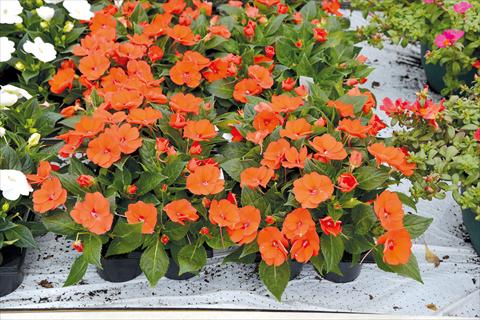 photo of flower to be used as: Pot and bedding Impatiens hybrida Sunpatiens Compact Electric Orange