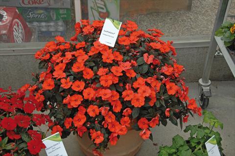 photo of flower to be used as: Pot and bedding Impatiens hybrida Sunpatiens Compact Hot Coral