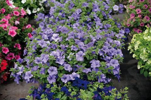 photo of flower to be used as: Pot and bedding Impatiens hybrida Surfinia Heavently Blue