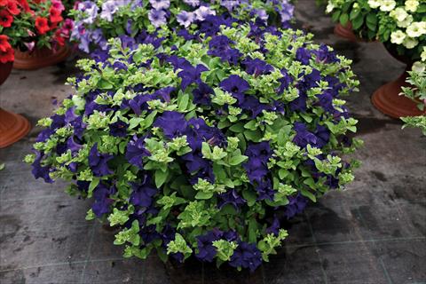 photo of flower to be used as: Pot and bedding Impatiens hybrida Surfinia Velevet Blu
