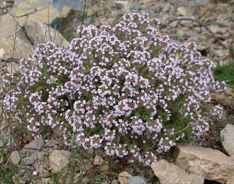 photo of flower to be used as: Pot and bedding Thymus serpyllum Timo Serpillo