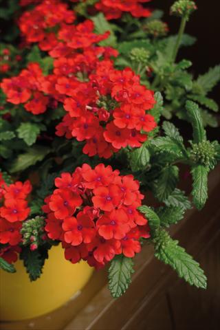photo of flower to be used as: Pot and bedding Verbena hybrida Vanessa Cascading Red