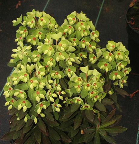 photo of flower to be used as: Bedding / border plant Euphorbia x martinii Kolibri