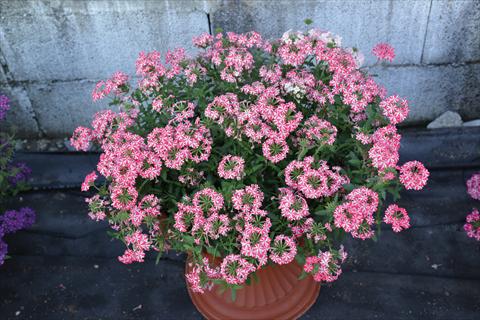 photo of flower to be used as: Pot and bedding Verbena hybrida Vepita Rose Star
