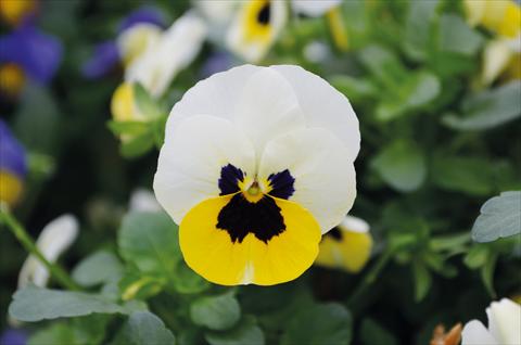 photo of flower to be used as: Bedding pot or basket Viola cornuta Lady Lemon Ice blotch
