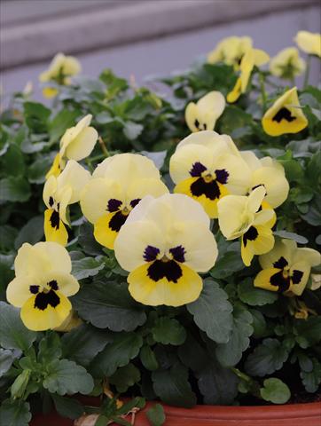 photo of flower to be used as: Bedding pot or basket Viola cornuta Lady Limone Con Occhio