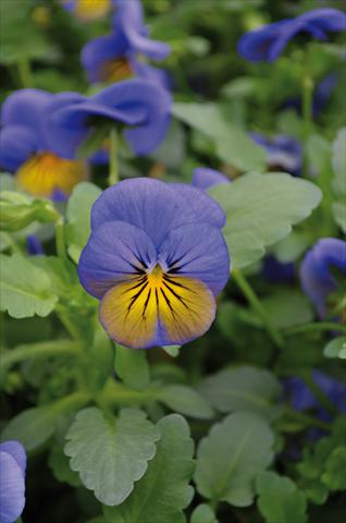 photo of flower to be used as: Bedding pot or basket Viola cornuta Lady Morpho