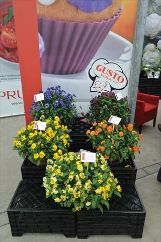 photo of flower to be used as: Bedding pot or basket Viola cornuta Viola Gusto F1 Mix