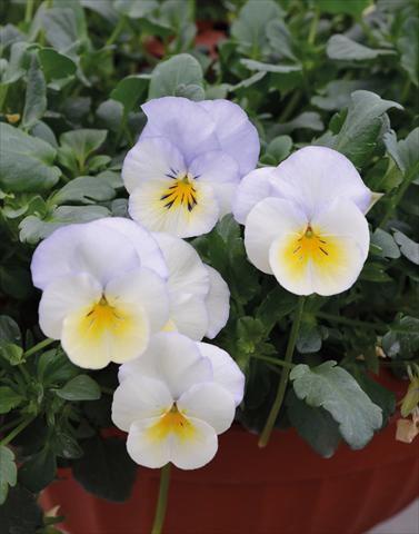 photo of flower to be used as: Bedding pot or basket Viola wittrockiana Cool Wave Bluberry Swirl