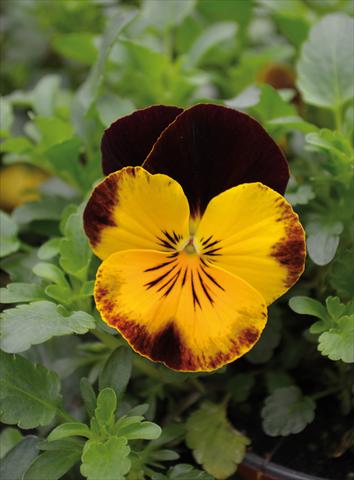 photo of flower to be used as: Bedding pot or basket Viola wittrockiana Cool Wave Red Wing