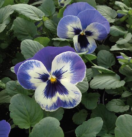 photo of flower to be used as: Bedding pot or basket Viola wittrockiana EarlyFlorian Blu Deft