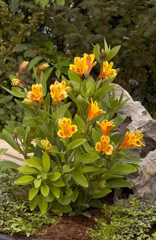 photo of flower to be used as: Bedding / border plant Alstroemeria Inca® Exotica