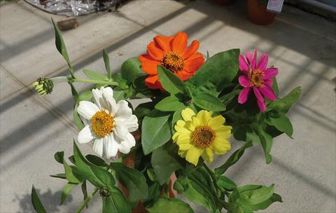 photo of flower to be used as: Pot and bedding Zinnia interspecifica Zahara XL