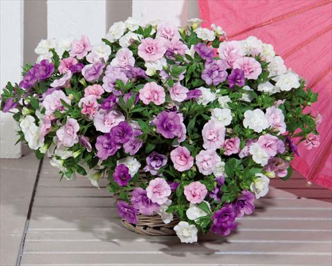 photo of flower to be used as: Basket / Pot 3 Combo Trixi MiniFamous® Double Petticoat