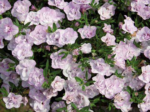 photo of flower to be used as: Basket / Pot Calibrachoa hybrida MiniFamous® Compact Double Orchid