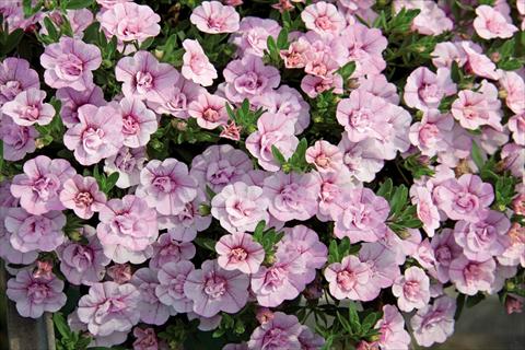 photo of flower to be used as: Basket / Pot Calibrachoa hybrida MiniFamous® Compact Double Pink