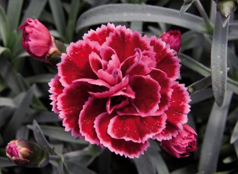photo of flower to be used as: Pot Dianthus caryophyllus Diantica® Burgundy