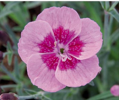 photo of flower to be used as: Pot Dianthus caryophyllus Diantica® Pink Eye