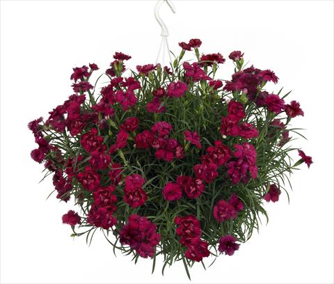 photo of flower to be used as: Basket / Pot Dianthus Fontaine Dark Red