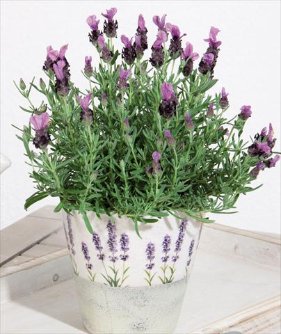 photo of flower to be used as: Pot and bedding Lavandula stoechas LaVela Dark Violet