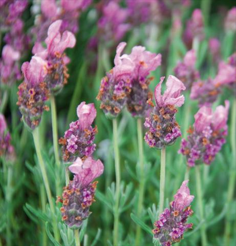 photo of flower to be used as: Pot and bedding Lavandula stoechas LaVela Pink